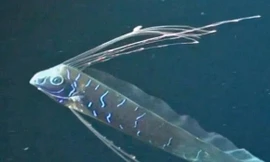 Cá rồng (hay còn gọi là cá mái chèo) là loài cá được cho là có khả năng dự báo động đất và sóng thần tại Nhật Bản