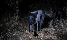 Một cá thể báo đen quý hiểm tại châu Phi mới đuợc phát hiện sau hơn 100 năm (Ảnh: Will Burrard-Lucas)