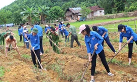 BẢN TIN TÌNH NGUYỆN: Hàng trăm thanh niên lao động giúp bản nghèo
