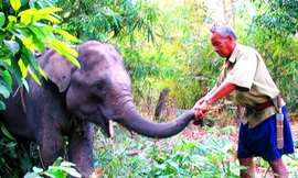 Nài voi - nghề 'độc' nguy cơ thất truyền