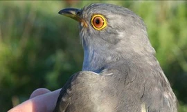 Gắn thiết bị vệ tinh theo dõi chim