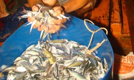 Săn cá nửa đêm