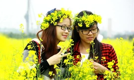 Cải vàng ven sông hút hồn giới trẻ Hà Thành