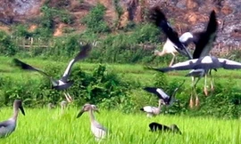 Xuất hiện nhiều chim lạ gần thủy điện Lai Châu