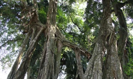 Chuyện về cây si ‘ma làng’