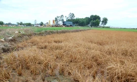 Lúa chết hàng loạt do sự cố tràn dầu lúc thi công cao tốc