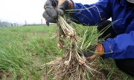 Nông dân vựa hành lớn nhất Hà Tĩnh lo thất thu vì sản lượng giảm, giá bán thấp