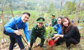 Mô hình sinh kế trồng cây lát hoa cho người dân vùng biên xứ Nghệ