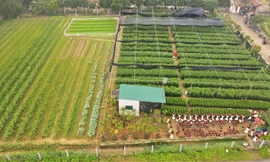 Khu vườn hoa ly 50.000 cây giá tiền tỷ của chàng trai Hà Tĩnh