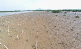 Vì sao rừng ngập mặn Hà Tĩnh 'chết' hàng loạt?