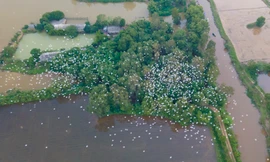 ‘Bảo mẫu’ đàn chim trời