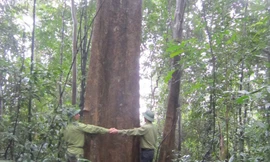 Tận thấy các loài động thực vật tại Khu bảo tồn thiên nhiên Kẻ Gỗ