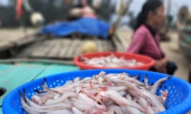 Ngư dân Hà Tĩnh trúng 'lộc biển' những ngày cuối năm