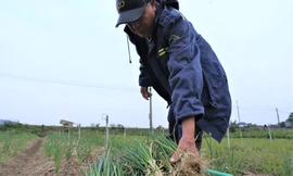 Vựa hành lớn nhất Hà Tĩnh tất bật thu hoạch dịp cận Tết