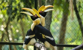 Tận mục động vật sách đỏ được cứu hộ ở VQG Phong Nha - Kẻ Bàng