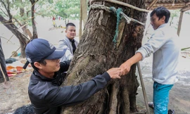 Tận thấy rừng phi lao cổ thụ, 4 người ôm một gốc không xuể