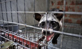 'Đột nhập' trại nuôi chồn hương tiền tỷ, lớn nhất Hà Tĩnh