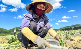 Thấy giá cao chót vót, người dân đồng loạt bỏ keo trồng dứa