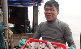 Trúng đậm ngao tím gần bờ, ngư dân phấn khởi hốt tiền triệu