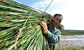 Nông dân vùng ốc đảo ở Hà Tĩnh tất bật thu hoạch cói nhưng kém vui