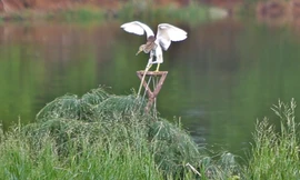 'Thiên la địa võng' bẫy chim trời vẫn bủa vây ở Hà Tĩnh