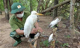 Lội ruộng tháo dỡ ‘ma trận’ bẫy chim trời mùa di cư