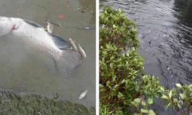 Hàng loạt sai phạm tại trang trại lợn gần 1.500 con 