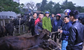 Nhộn nhịp phiên chợ trâu, bò lớn nhất Hà Tĩnh ngày cuối năm