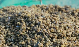 Người nuôi mất trắng tiền tỷ khi hàng triệu con ốc hương giống chết hàng loạt 