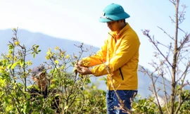 Nông dân Hà Tĩnh lắp 'mắt thần' bảo vệ Mai vàng đón Tết