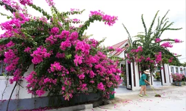 Những cổng hoa giấy khoe sắc rực rỡ ở xã nông thôn mới 