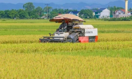 'Trúng' vụ lúa kỷ lục, nông dân làm ngày không đủ tranh thủ làm đêm 
