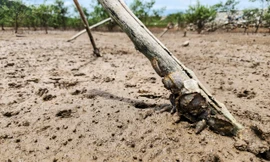 Rừng ngập mặn ở Hà Tĩnh vẫn chết hàng loạt