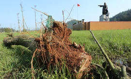 Cận cảnh cây xanh trong các dự án trồng cây tiền tỷ ở Hà Tĩnh