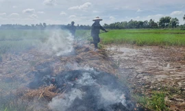 Nhà thầu thi công cao tốc để rò rỉ dầu gây chết lúa: Đền bù cho người dân