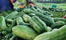 Nông dân phấn khởi vì dưa được mùa