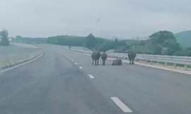 Tài xế lo lắng vì cao tốc qua Hà Tĩnh xuất hiện gia súc và người đi xe máy 