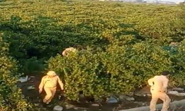 Cảnh sát vây ráp rừng bần ngập mặn, truy bắt 2 phạm nhân trốn trại 