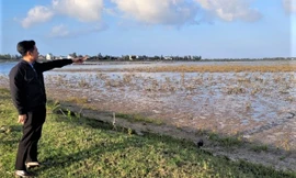 Hàng chục ha rừng ngập mặn chết 2 năm vẫn chưa rõ nguyên nhân