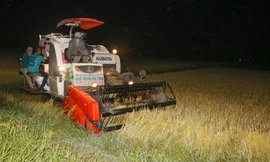 Nông dân Hà Tĩnh đội đèn gặt lúa trong đêm để tránh nắng