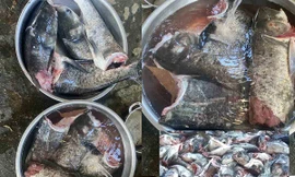 Lãnh đạo tỉnh Hà Tĩnh nói gì về vụ 10 tạ cá mè bị chết ở cửa xả nước hồ Kẻ Gỗ