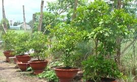 Các chậu cây Thần Kỳ (xã Tân Xuân, huyện Hóc Môn, TPHCM) đang chờ khách đến mua dịp Tết Tân Mão