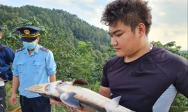 Lúng túng xác định chủng loại cá tầm nhập khẩu: Cá nội đang bị bóp nghẹt