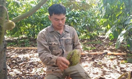 Vườn cây tiền tỷ liên tiếp bị phá hoại