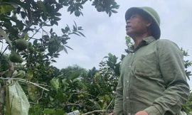 Lão nông với tuyệt chiêu nuôi kiến thay thuốc trừ sâu 