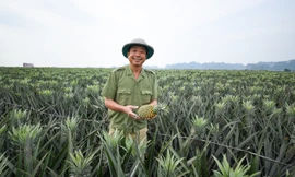 Đánh thức mầm xanh trên vùng đất khó 