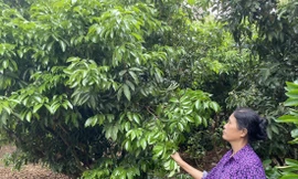 Người trồng vải thiều ở Bắc Giang lo mất mùa