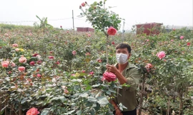 Anh Nguyễn Đức Mạnh (Nhà vườn Thủy Mạnh) đang cắt tỉa hồng để chuẩn bị cho dịp Tết 