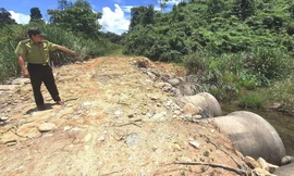 Hiện trường đường công vụ trong vùng lõi VQG Bạch Mã bị hư hỏng, do thi công đường cao tốc