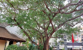 Cây đa trước sân đình được trồng từ năm 1990 